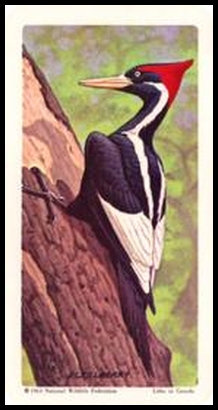 64BBTB 30 Ivory billed Woodpecker.jpg